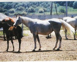 broodmare Pallada 1968 ox (Arabian thoroughbred, 1968, from Salon 1959 ox)