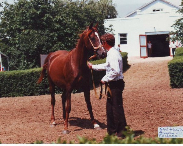 broodmare Poltava 1979 ox (Arabian thoroughbred, 1979, from Aswan 1958 EAO)