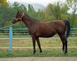 broodmare Purga 1988 ox (Arabian thoroughbred, 1988, from Gwizd 1981 ox)