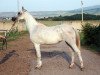 broodmare Pobeditelnica 2000 ox (Arabian thoroughbred, 2000, from Balaton 1982 ox)