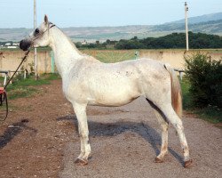 broodmare Pobeditelnica 2000 ox (Arabian thoroughbred, 2000, from Balaton 1982 ox)