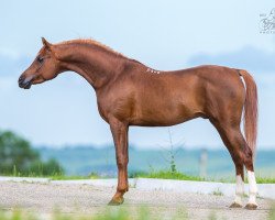 stallion Paparazzi 2008 ox (Arabian thoroughbred, 2008, from Piligrim 1991 ox)