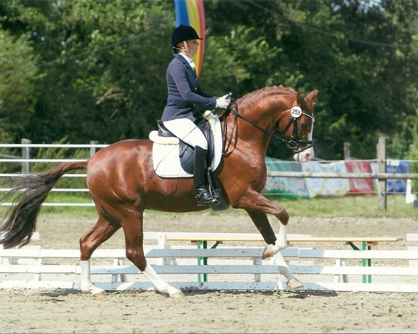 stallion Nanchos Naseweis WE (German Riding Pony, 2006, from Heidbergs Nancho Nova)
