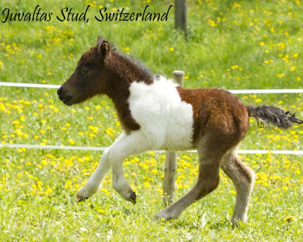 horse Juvaltas Halva JH (Shetland pony (under 87 cm), 2014, from Patent a.d.West)