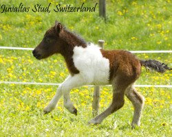 Pferd Juvaltas Halva JH (Shetland Pony (unter 87 cm), 2014, von Patent a.d.West)