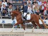 stallion Tackmann's Donut (German Riding Pony, 2009, from Denver 184)