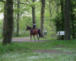 Pferd Welcome Flying FZ (Zangersheide Reitpferd, 2002, von Werther)