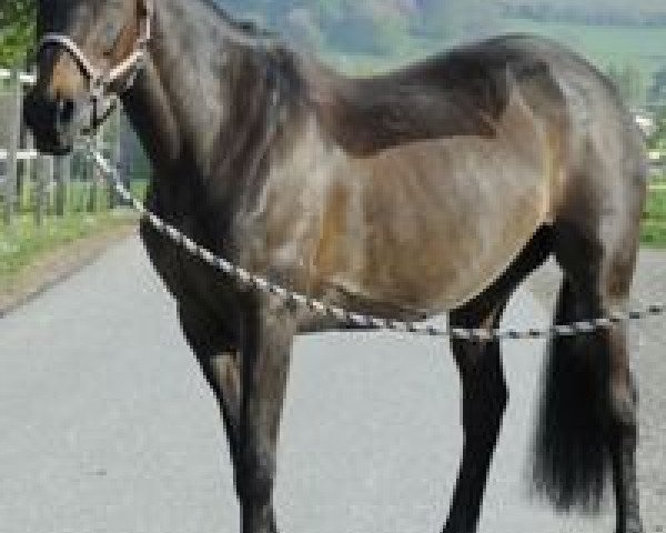 dressage horse Roxane (Argentinian horse, 1998)