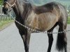 dressage horse Roxane (Argentinian horse, 1998)