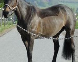 dressage horse Roxane (Argentinian horse, 1998)