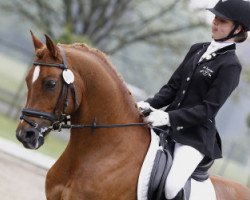 stallion Pionier`s Baltazar (Belgian Riding Pony, 1990, from Flora's Hof Minstrel)