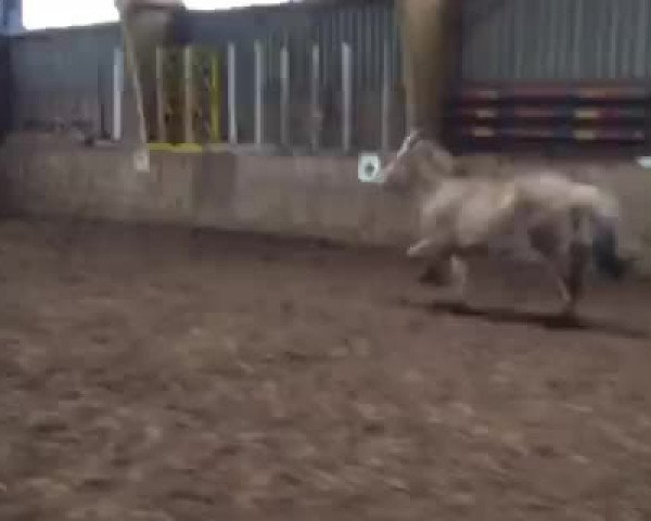Video of Kaliv