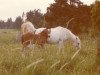 Zuchtstute Ocknell Laughing Daughter (New-Forest-Pony, 1947, von Forest Horse)