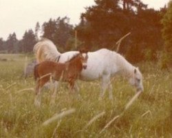 Zuchtstute Ocknell Laughing Daughter (New-Forest-Pony, 1947, von Forest Horse)