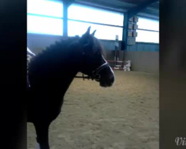 Video of Moonlight Colour G