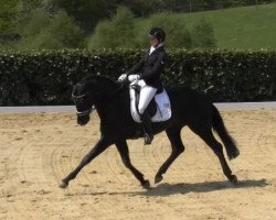 dressage horse Nymphenburgs For You (Hanoverian, 2009, from For Compliment)