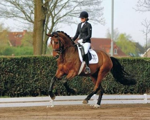 dressage horse Lionel Messi (Hanoverian, 2009, from Londontime)
