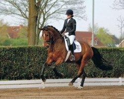 dressage horse Lionel Messi (Hanoverian, 2009, from Londontime)