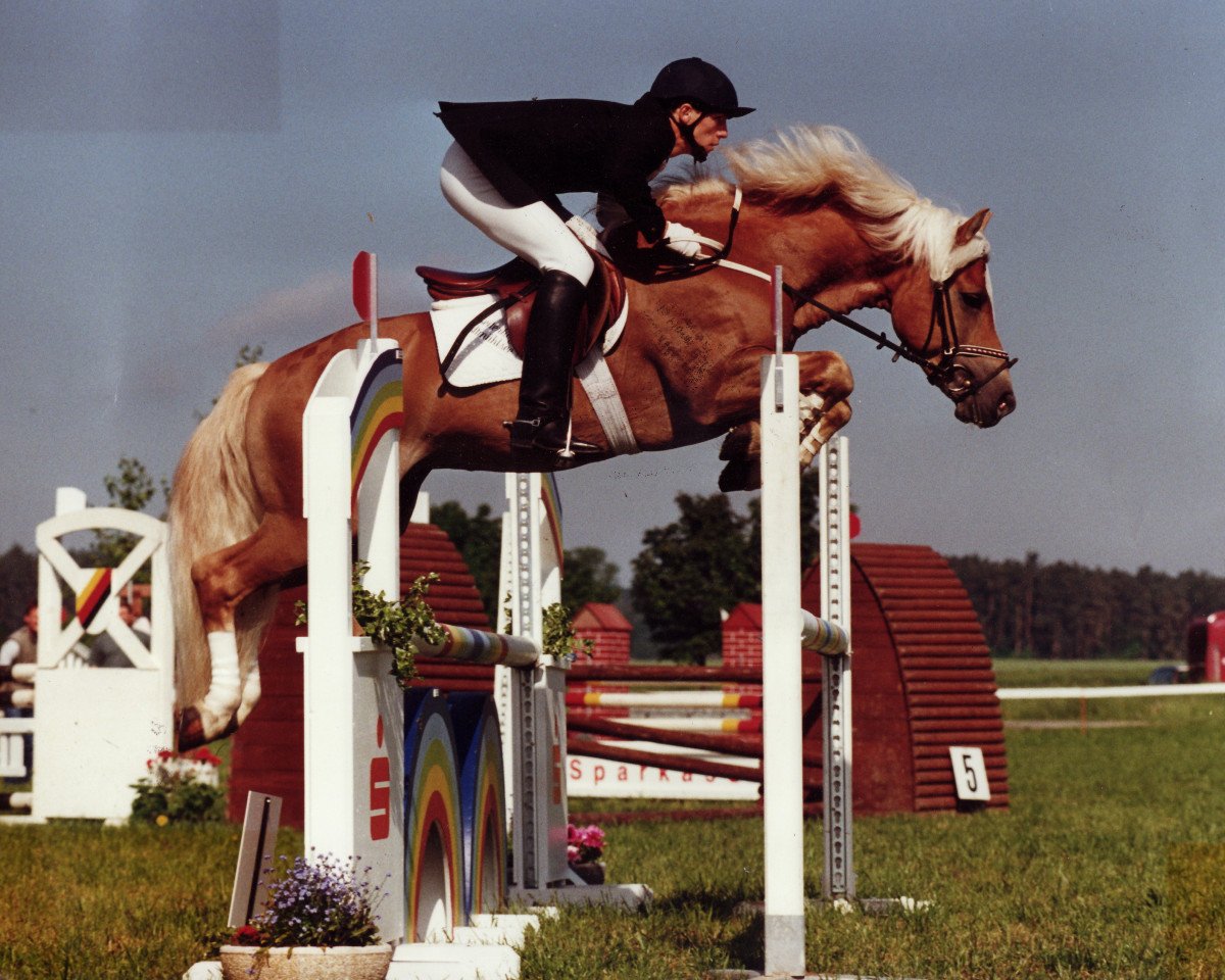 stallion Nellaun (Haflinger, 1990, from Nelfried)