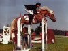 stallion Nellaun (Haflinger, 1990, from Nelfried)