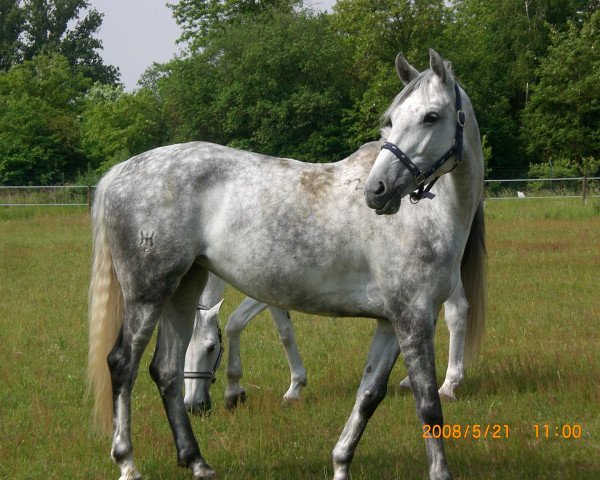 horse Agama (Czech Warmblood, 2002, from Amon)