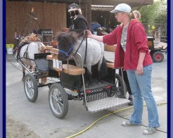 horse Dorosalas Blueberry (Dt.Part-bred Shetland pony, 2009, from Genua v.d.Senne)