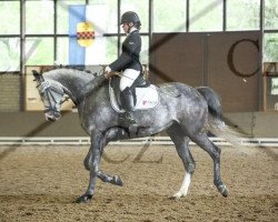 dressage horse Mechthild (Westphalian, 2009, from Piano II)