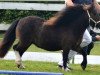 Zuchtstute Angel (Shetland Pony (unter 87 cm), 2009, von Everland drum major)