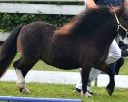 broodmare Angel (Shetland pony (under 87 cm), 2009, from Everland drum major)