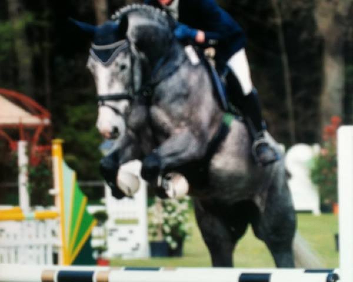 jumper Cassiana IO (Westphalian, 2009, from Cassiano)