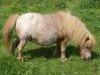 broodmare Annely van de Eickenwal (Shetland pony (under 87 cm), 1986, from Brio Du Mury-Marais)
