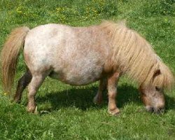 broodmare Annely van de Eickenwal (Shetland pony (under 87 cm), 1986, from Brio Du Mury-Marais)