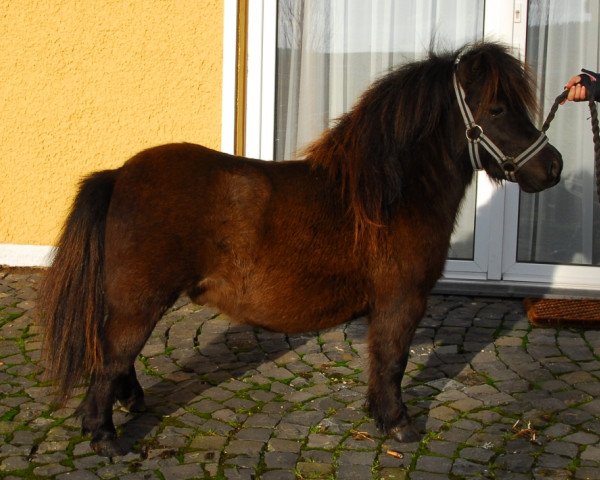 stallion Patent a.d.West (Shetland pony (under 87 cm), 2006, from Puccini)