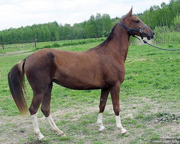 broodmare Darman (Akhal-Teke, 2005, from Gazyr Shael)