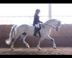 dressage horse Antares Vivendi (Westphalian, 1999, from Ars Vivendi)