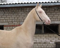 horse Habib (Akhal-Teke, 2004, from Gayaz)