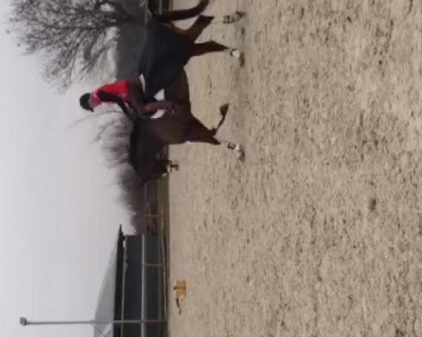 Video of Der Bunte