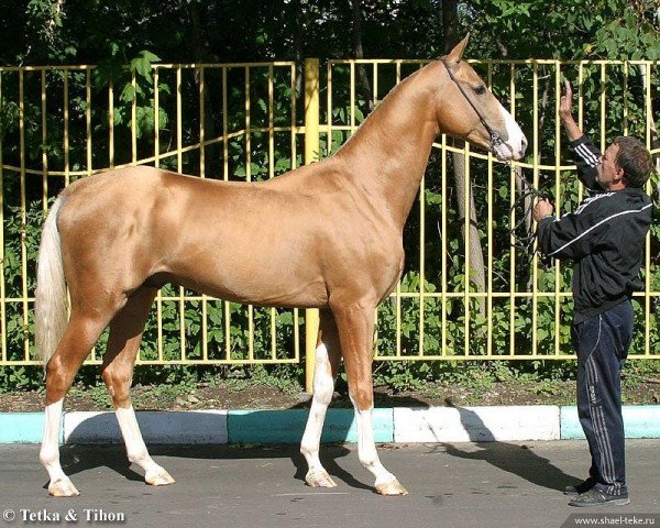 horse Duag (Akhal-Teke, 2004, from Gazyr Shael)