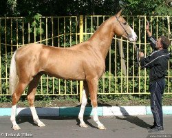 Pferd Duag (Achal Tekkiner, 2004, von Gazyr Shael)