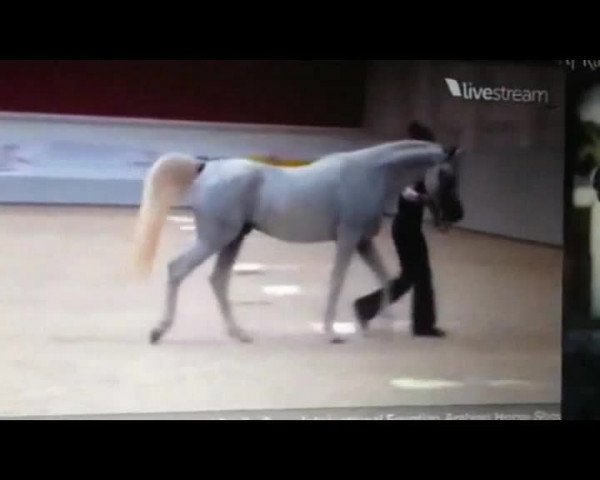 Video of KZ Saraab ox