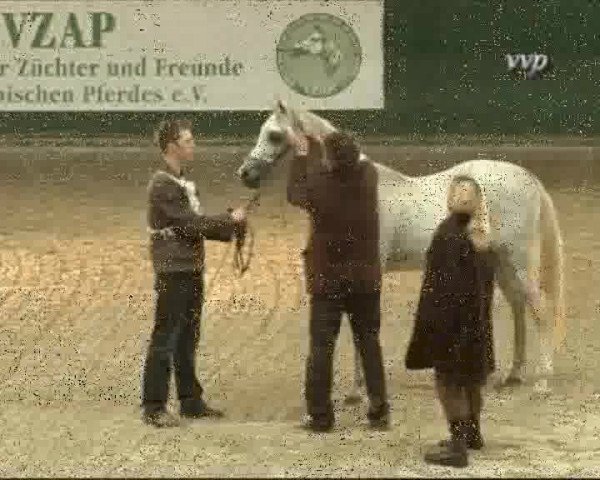 Video of KZ Saraab ox