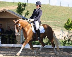 dressage horse Little Lover (German Riding Pony, 2008, from Little Big Man)