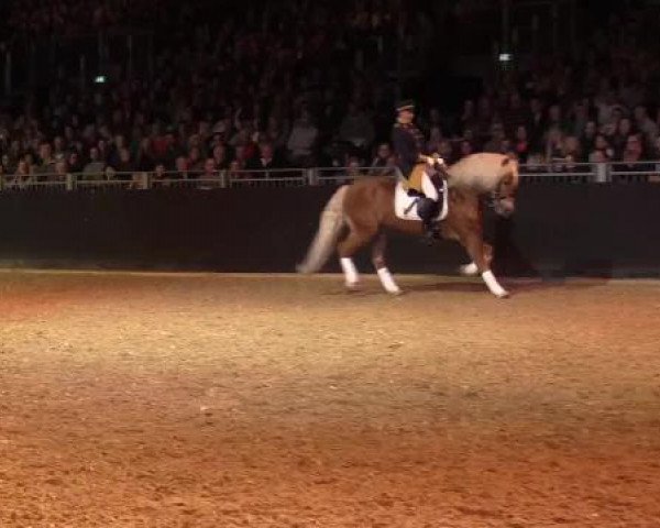 Hengstschau Equitana 2015