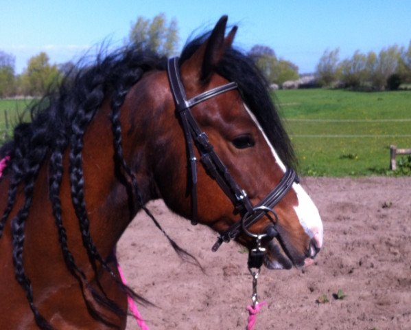 horse Eulenhof Solero (Welsh-Cob (Sek. C), 2011, from Arvalon Sion)