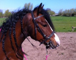 Pferd Eulenhof Solero (Welsh-Cob (Sek. C), 2011, von Arvalon Sion)