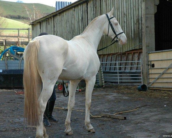 horse Mualim (Akhal-Teke, 2003, from Gayaz)