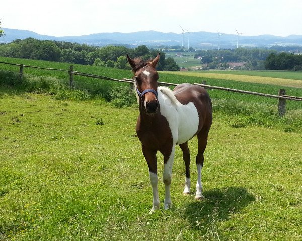 Pferd Theo C (Quarter Horse, 2012)