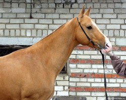 horse Chaka (Akhal-Teke, 2003, from Gazyr Shael)