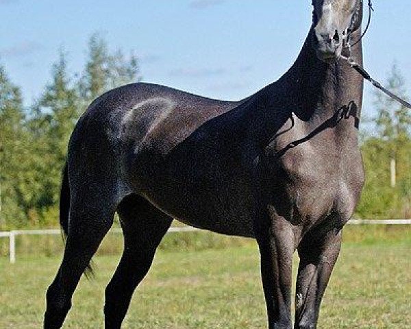 horse Rakhmagli (Akhal-Teke, 2003, from Gayaz)