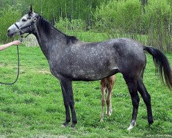 broodmare Rabiyat (Akhal-Teke, 2003, from Gayaz)